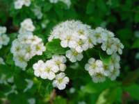 spiraea prunifolia.JPG